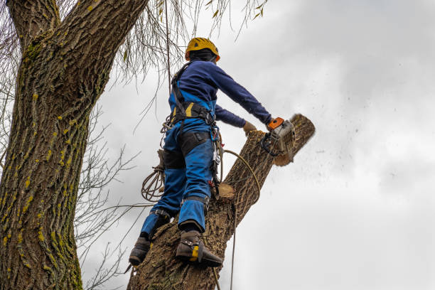 How Our Tree Care Process Works  in  Valley Springs, CA